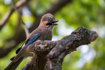 Удивительная природа