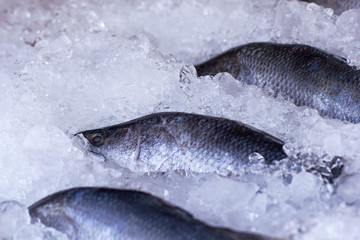 Fresh raw barramundi fish or white sea bass in pieces of ice close-up. Freshly caught white perch fish nestled on a market stall with crushed transparent ice. Fish lathes perch on ice-covered surface.