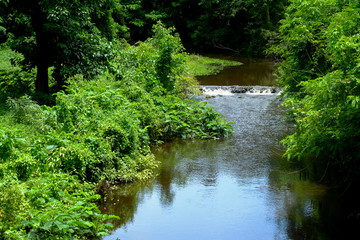 Naklejka premium small waterfall in forest.
