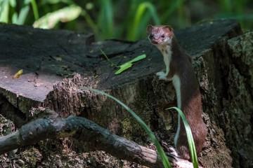 Удивительная природа