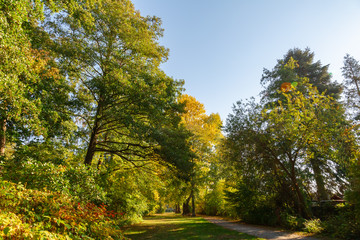 Naklejka premium farbiges Herbstlaub in einem Wald, Ahorn
