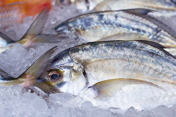 Fresh raw silver fish in pieces of ice close-up. Freshly caught fish laid on a market stall with...