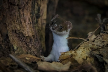 Удивительная природа