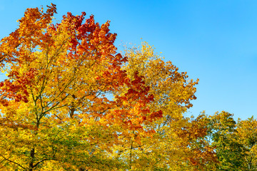 Fototapeta na wymiar ein Baum mit herbstlich gefärbten Blättern