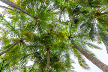 Palmen von unten fotografiert