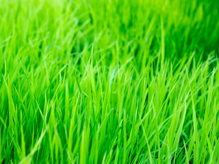 Fototapeta na wymiar Close up view of green grass