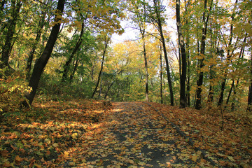 Obraz premium Curved and old park path, covered with yellow leaves. Golden autumn in a city park