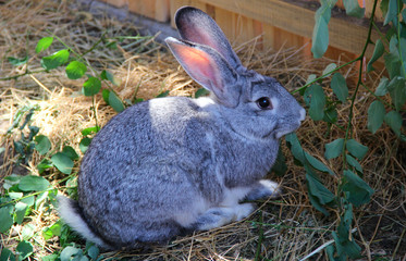 one small grey rabbit eating leaf. photo