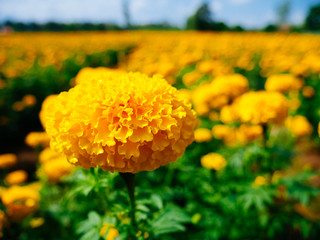 Closeup a beautiful Marigolds in the flowers garden