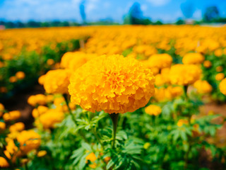 Closeup a beautiful Marigolds in the flowers garden