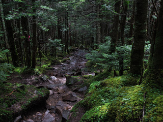 Fototapeta premium 八ヶ岳（麦草峠・白駒池）の苔の森