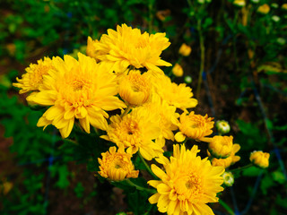 Blooming yellow Chrysanthemum flowers in the garden