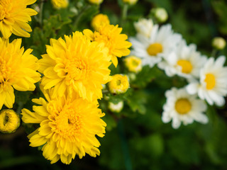 Blooming yellow Chrysanthemum flowers in the garden with the lens blur white Chrysanthemum in background
