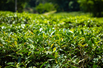 Green tea garden inland island Hainan, China