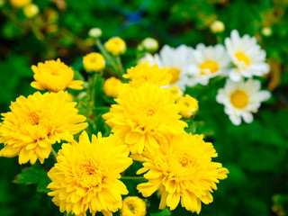 Blooming yellow Chrysanthemum flowers in the garden with the lens blur white Chrysanthemum in background