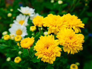 Blooming yellow Chrysanthemum flowers in the garden with the lens blur white Chrysanthemum in background
