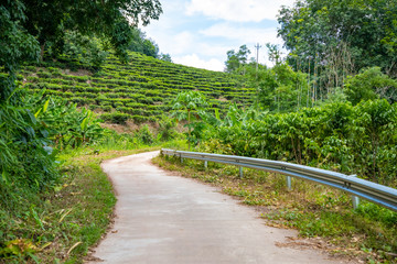 Green tea garden inland island Hainan, China
