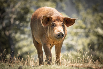 portrait of cute pig walking and looking at camera