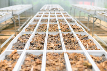 Preparing soil  under shading net in the vegetables organic farm
