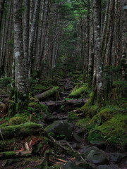 Obraz premium 八ヶ岳（麦草峠・白駒池）の苔の森