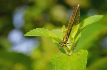 Rapacious Flange-tail Dragonfly