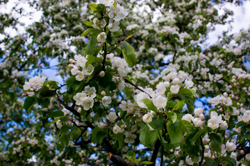 flowering branches of Apple trees in a natural environment. tenderness and light. spring beauty. the Apple tree in its glory. Soft focus