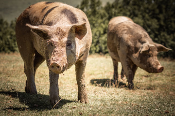 portrait of cute pigs walking and grazing