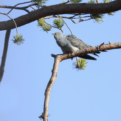 cuckoo is a migratory bird