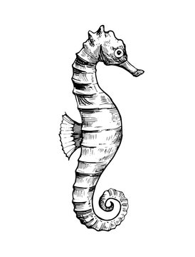 Sketch of sea Horse. Hand drawn illustration converted to vector.