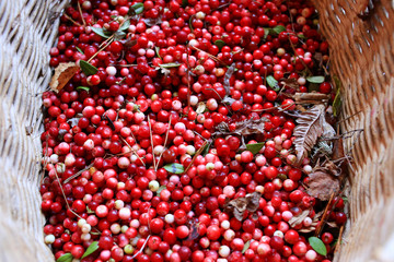 Fresh lingonberry background, top view