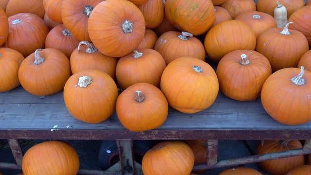 sehr viele orange K&uuml;rbisse liegen auf einem Haufen
