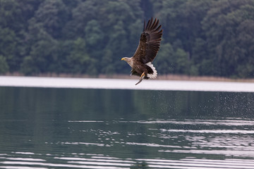 Fischadler auf der Jagd nach Fischen