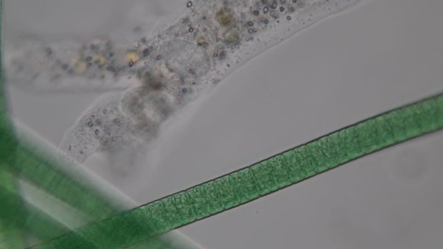 Amoebae move and feed by using pseudopods, which are bulges of cytoplasm formed by the coordinated action of actin microfilaments pushing out the plasma membrane that surrounds the cell.