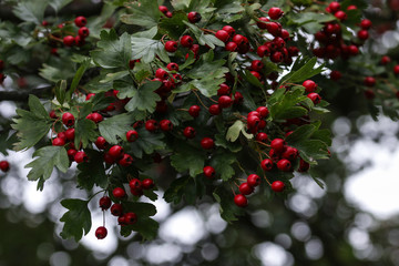 red berries on a branch