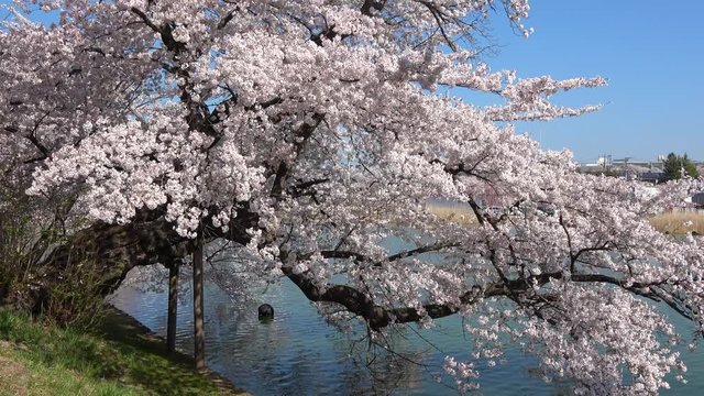 五百淵公園の桜（福島県・郡山市）
