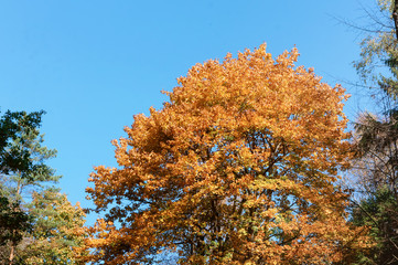 Fototapeta premium Autumn trees. Yellowed leaves against the blue sky.