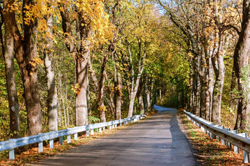 Yellowed trees on the edges of the highway. Highway in the autumn forest.