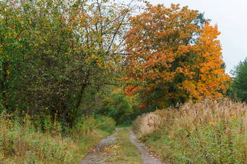 Forest path between yellowed trees. Autumn forest.