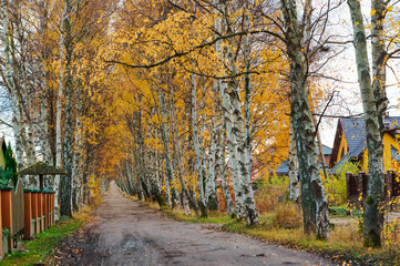 Fototapeta premium A path among yellowed birches. Birch alley in autumn.