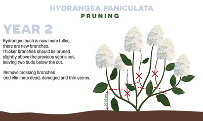 Hydrangea paniculata pruning tips in Year 2. This sort is Hydrangea is winter hardy. Thicker branches should be pruned in early spring  slightly above the previous year's cut.  - obrazy, fototapety, plakaty