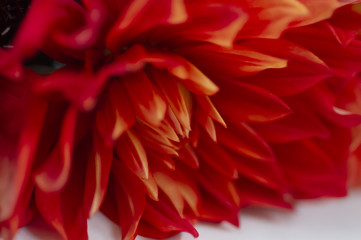 フラワーイメージ