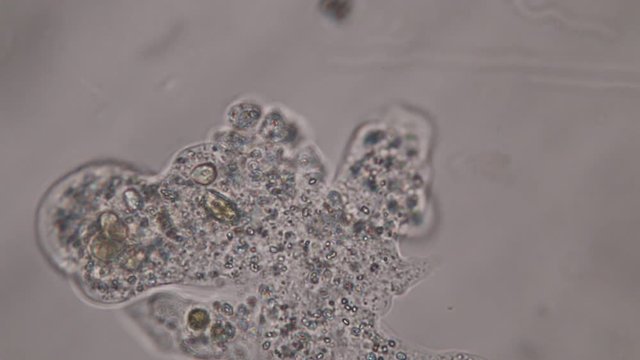 Amoebae move and feed by using pseudopods, which are bulges of cytoplasm formed by the coordinated action of actin microfilaments pushing out the plasma membrane that surrounds the cell.