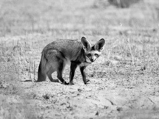 Bat-eared Fox