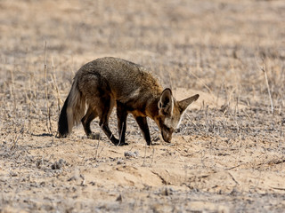 Bat-eared Fox
