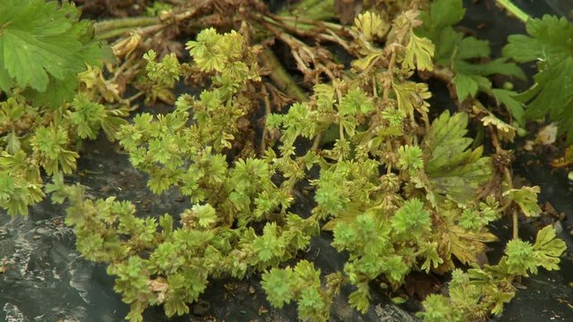 Steady, medium close up shot of dried marchantiophyta plant.