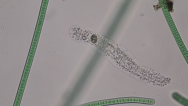 Amoebae move and feed by using pseudopods, which are bulges of cytoplasm formed by the coordinated action of actin microfilaments pushing out the plasma membrane that surrounds the cell.