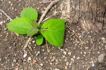 green plant in soil