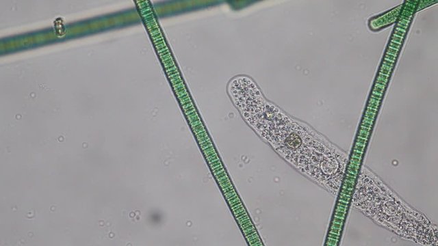 Amoebae move and feed by using pseudopods, which are bulges of cytoplasm formed by the coordinated action of actin microfilaments pushing out the plasma membrane that surrounds the cell.