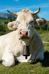close up of head of cow with cowbell
