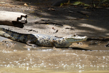Alligator in Tortuguero National Park of Costa Rica